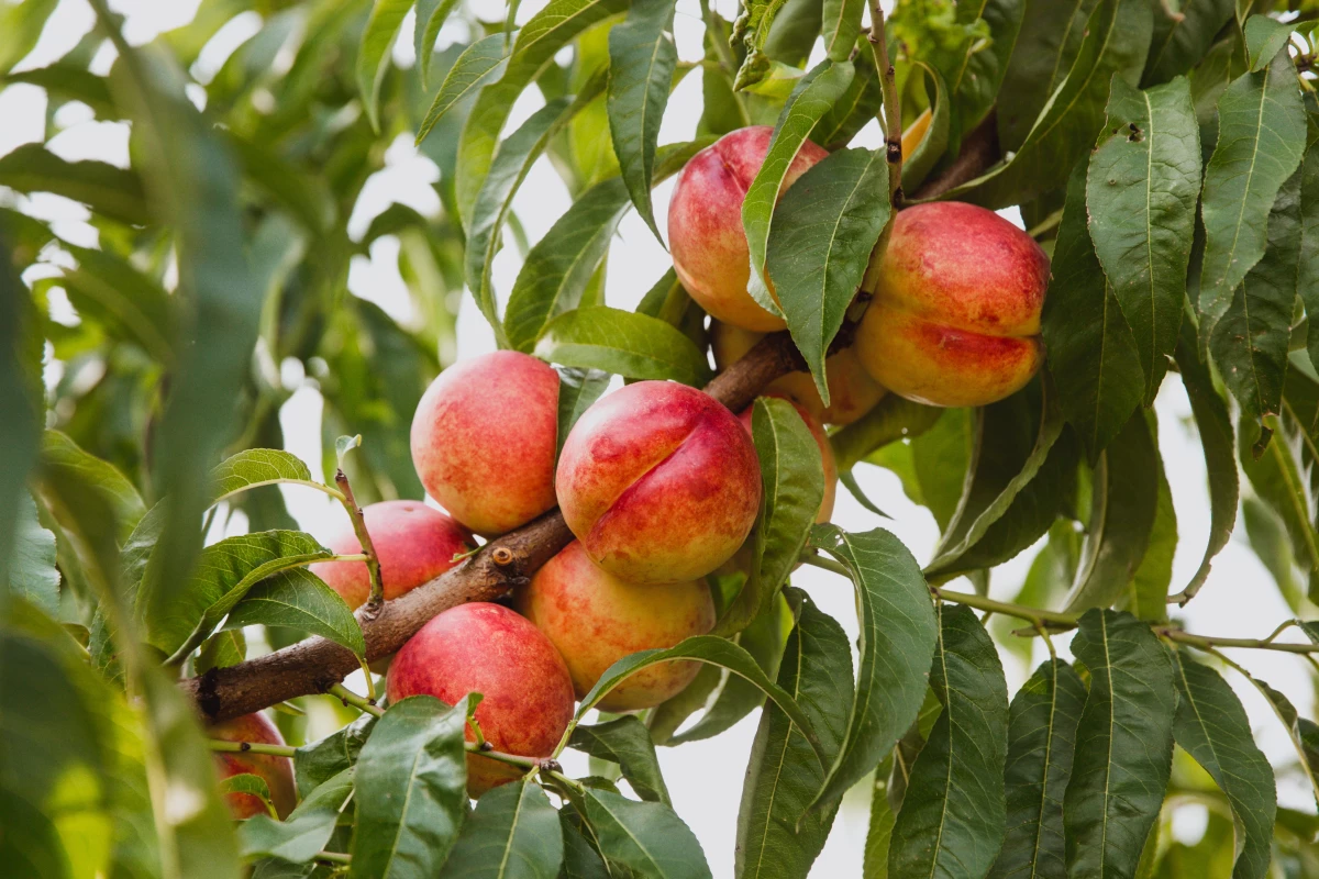 By performing a spectral scan of the leaves adjacent to nectarine fruits, it's possible to gauge the ripeness of those fruits without damaging them