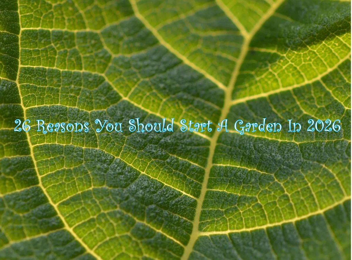 26 Reasons You Should Start a Garden in 2026
