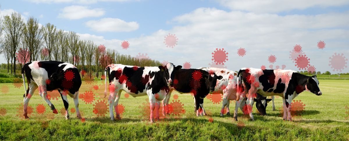 How (and why) Bird Flu is About to Enter the “Mass Testing” Phase