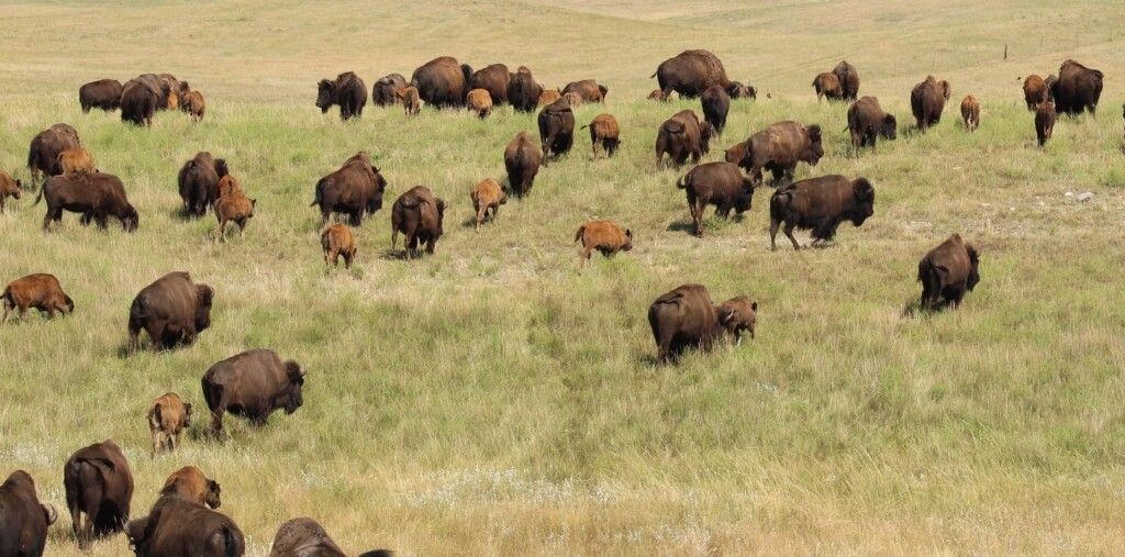 Bison Ranchers Return Thousands of Animals to Native Lands and Witness Total Rejuvenation of Ecosystem