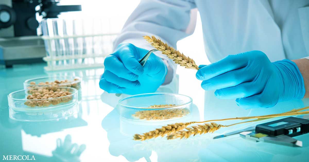 US Approves GMO Wheat Grown with Neurotoxic Herbicide