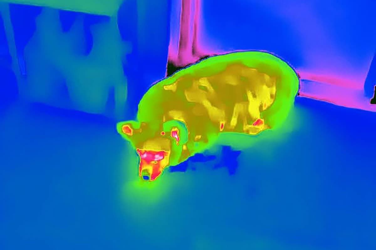 Review: Pint-sized Thermal Master P2 gives your phone Predator vision