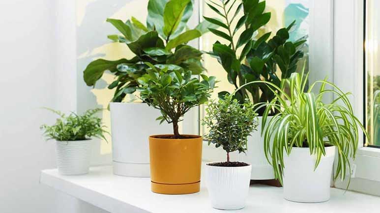 Indoor Plants Help Create Healthier Buildings