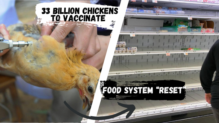 Scamdemic Bird Flu: Vaccines for 33 Billion Chickens? Digital Food Rationing? The End of Animal Agriculture?