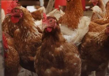 USDA Approves Bird Flu Vaccines Intended for Commercial Chickens