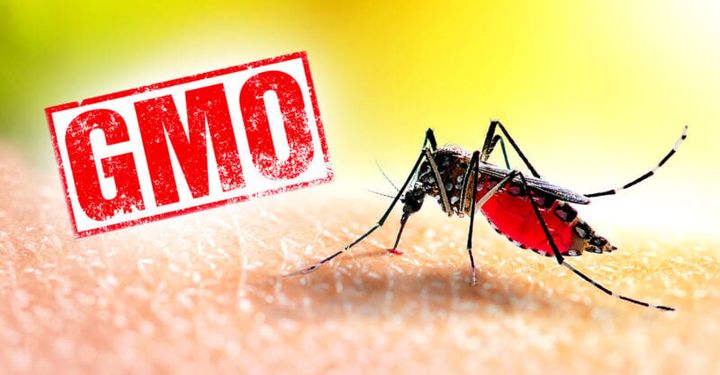 Add Water and Stir? EPA Could Approve GMO Mosquitoes for Consumers’ Backyards
