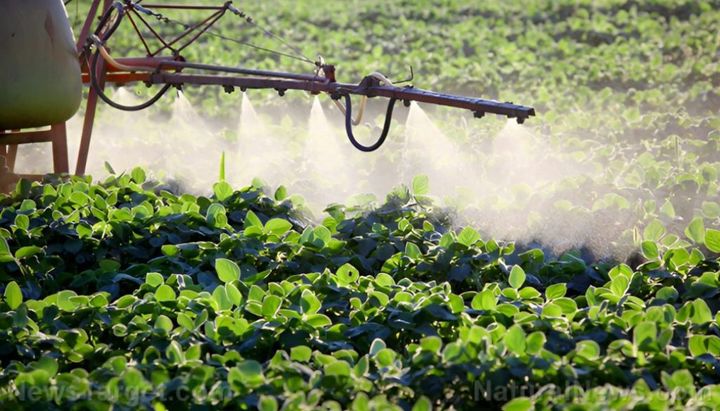 DEADLY chemical herbicide GLYPHOSATE gets DOUSED onto U.S. wheat, barley, rye and beans as a DRYING AGENT before harvest