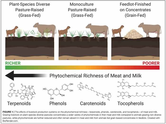 The True Impact of Grass Fed Beef: Why Your Meat's Origin Matters More Than You Think