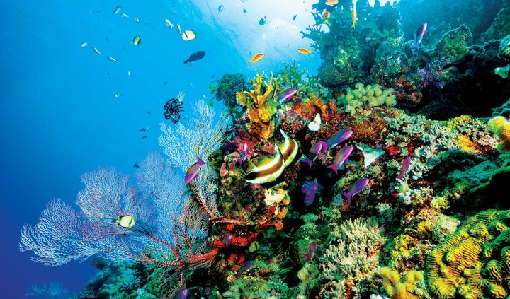 Huge Increase in Coral Produces Third Year of Record Highs on the Great Barrier Reef
