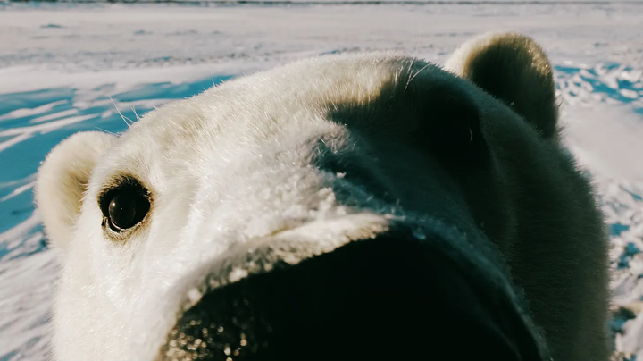 Polar bears are not in danger and, in fact, are doing very well
