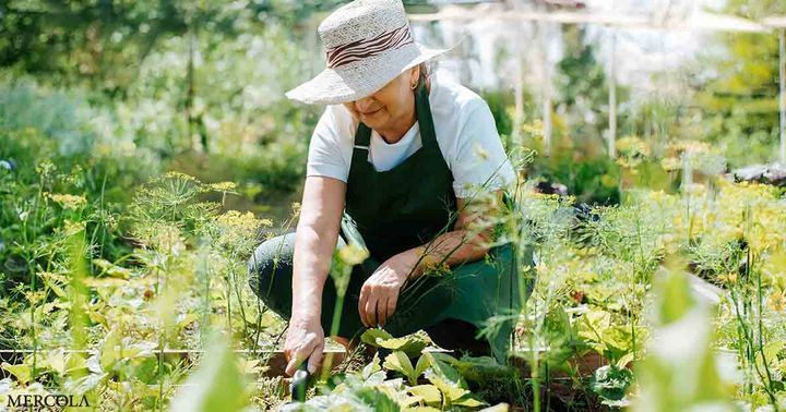 Garden Therapy: Why Getting Your Hands Dirty Is the Best 'Medicine'