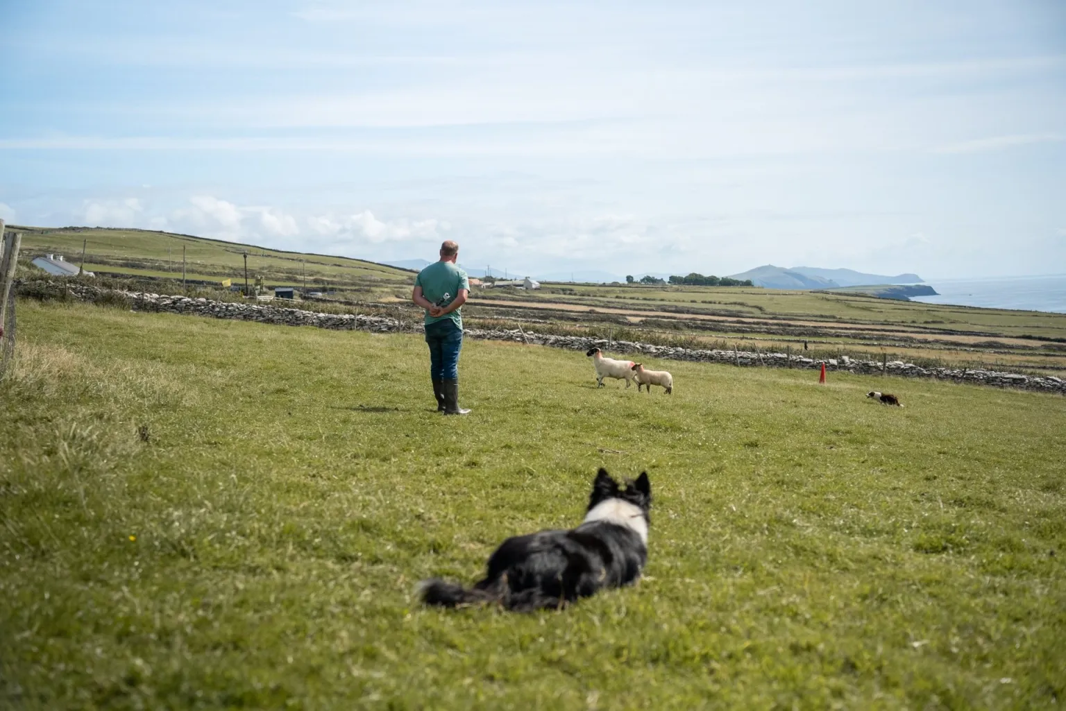 Dingle Sheepdog Experience