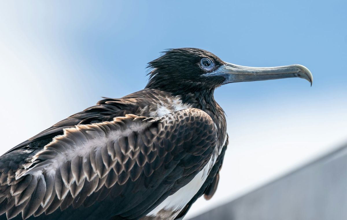 From One Frigatebird to Another