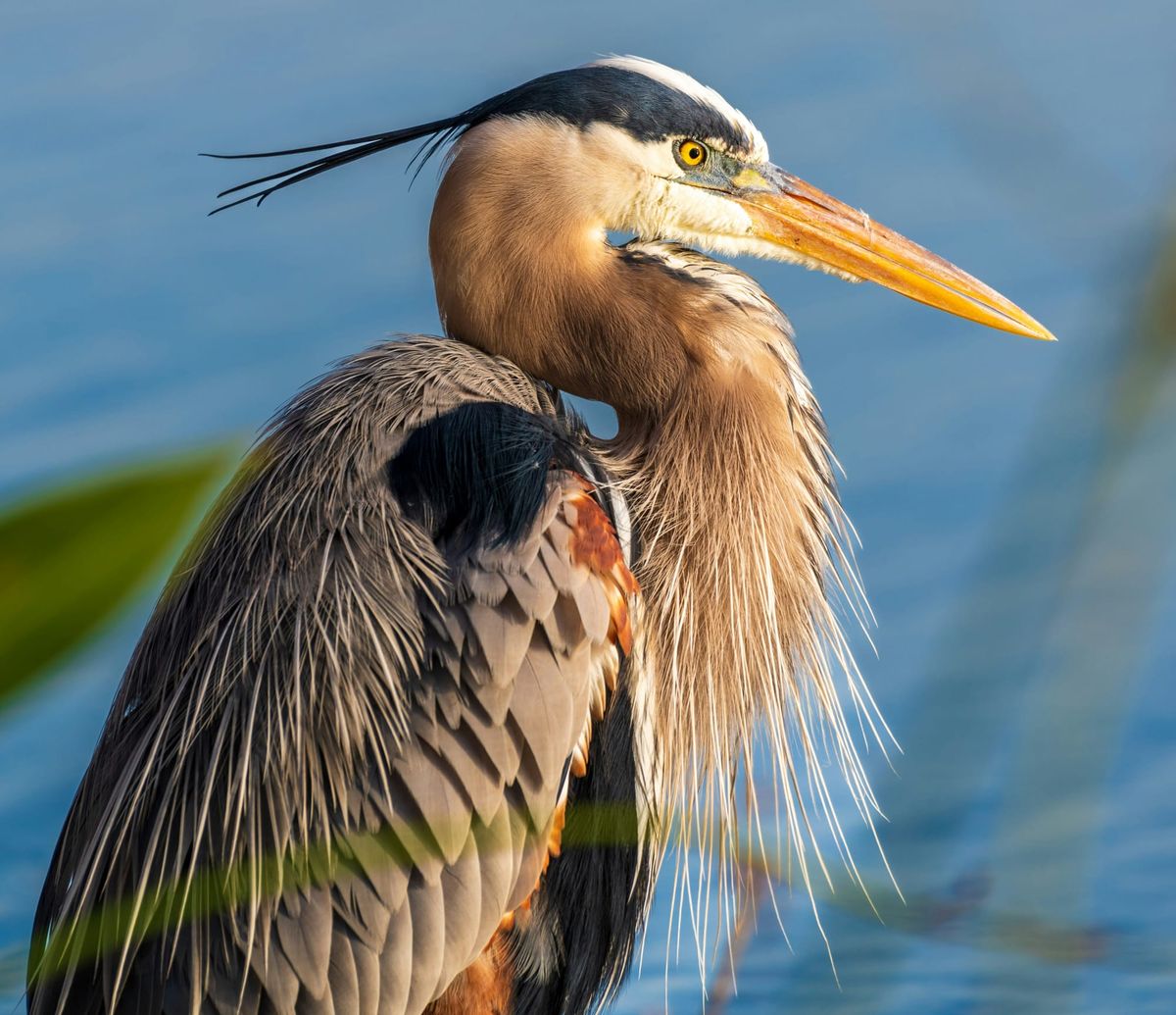 You May Be Messier Than a Great Blue Heron