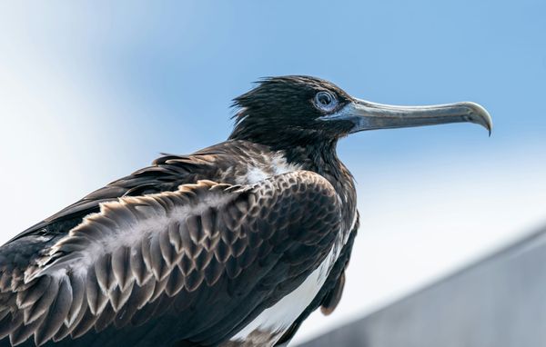From One Frigatebird to Another