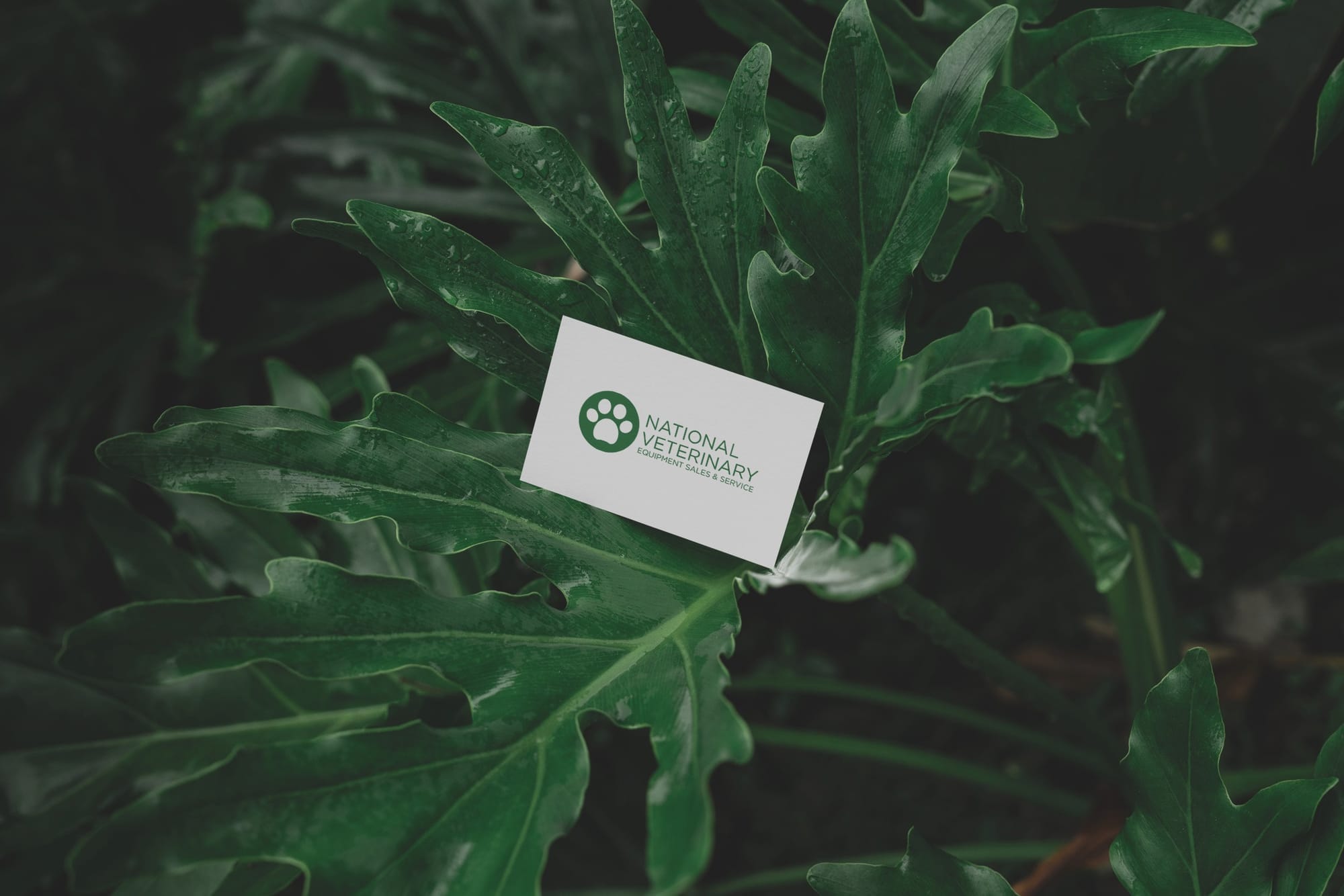 Business Card Mockup