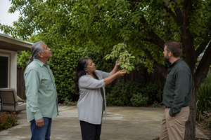 How To Notice Early Signs Of Tree Stress