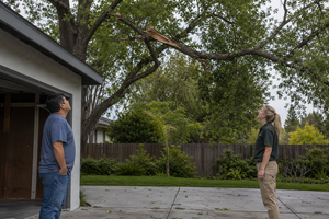 What To Check Around Trees After Wind Or Heavy Rain