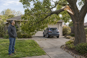 How To Tell Whether A Tree Problem Is Urgent Or Can Be Planned
