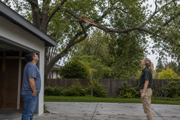 What To Check Around Trees After Wind Or Heavy Rain