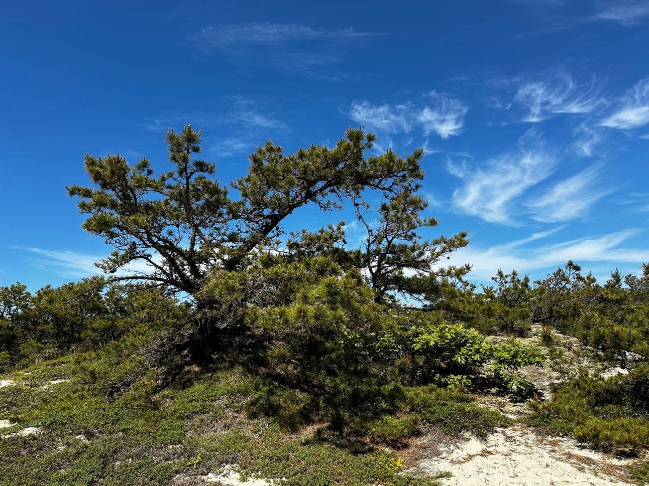 Scrub along the trail.