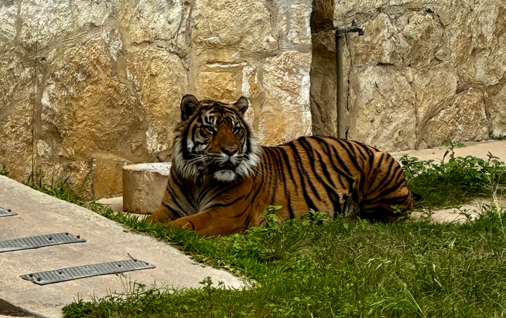 A tiger in a zoo