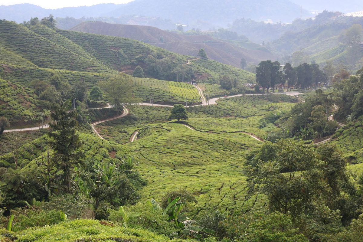 Green hills in countryside.