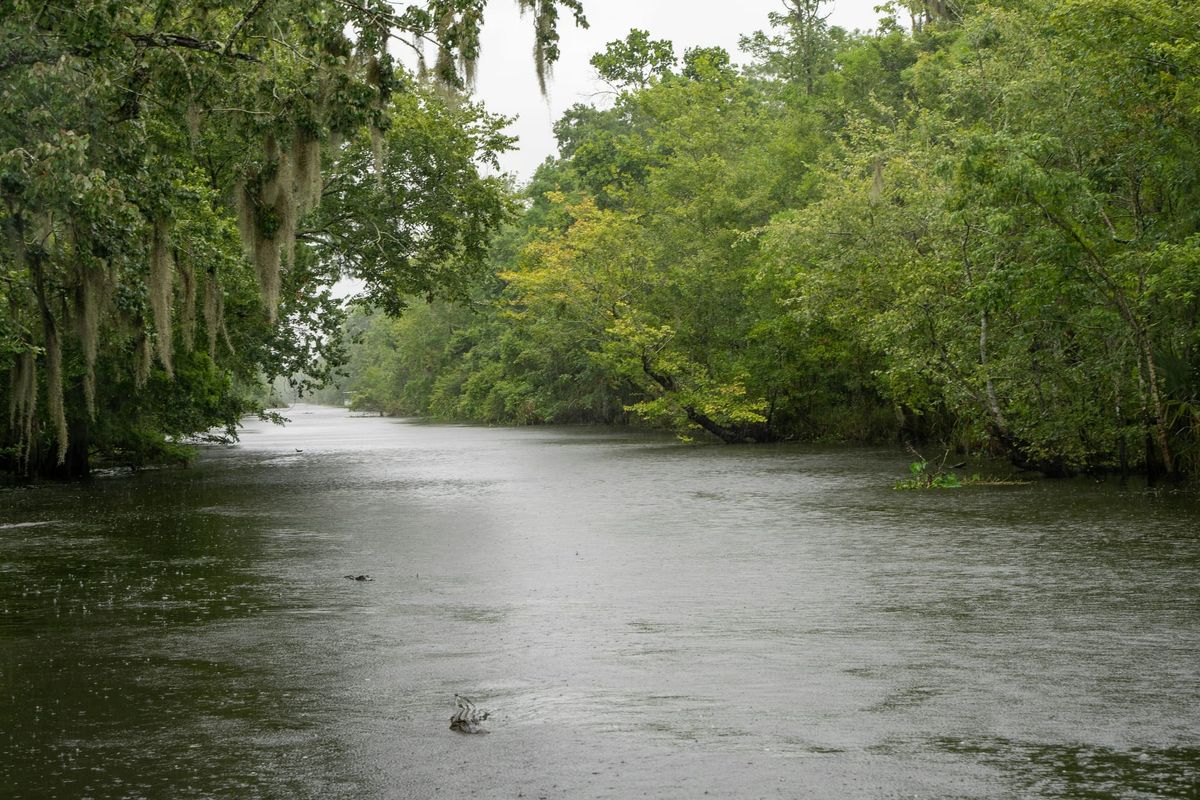 Swamp in Louisiana