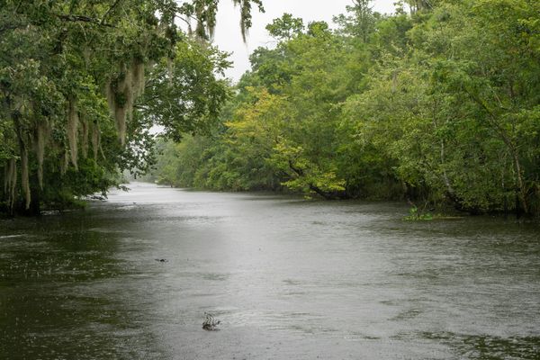 Swamp in Louisiana