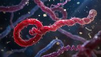 Ebola Bundibugyo puhang Kongo DV-s ja Ugandas — WHO kuulutas rahvusvahelise tervisehädaolukorra post image