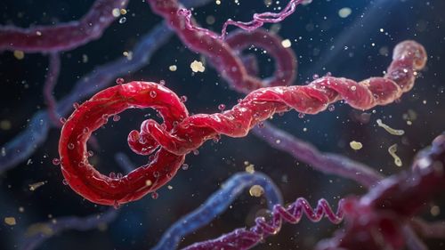 Ebola Bundibugyo puhang Kongo DV-s ja Ugandas — WHO kuulutas rahvusvahelise tervisehädaolukorra post image