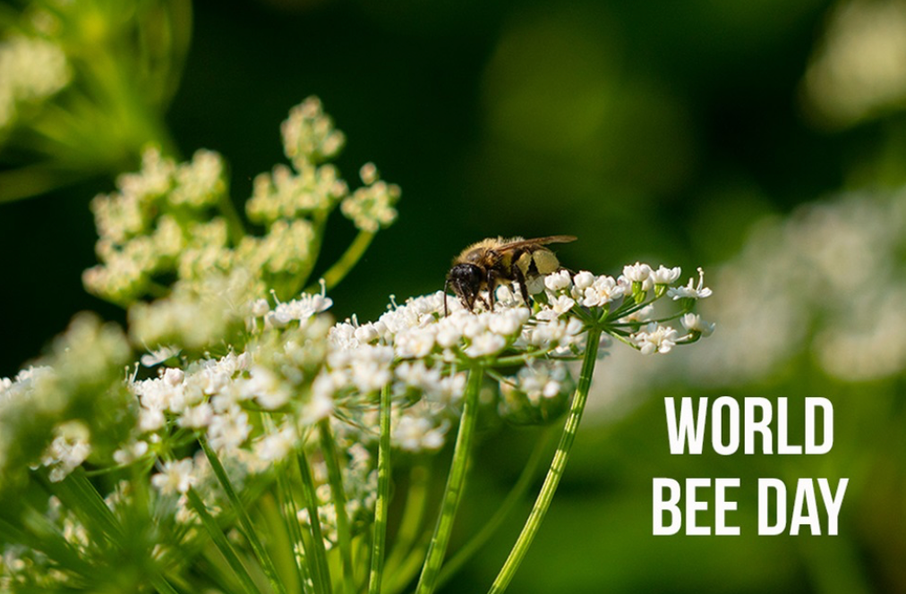What is World Bee Day?