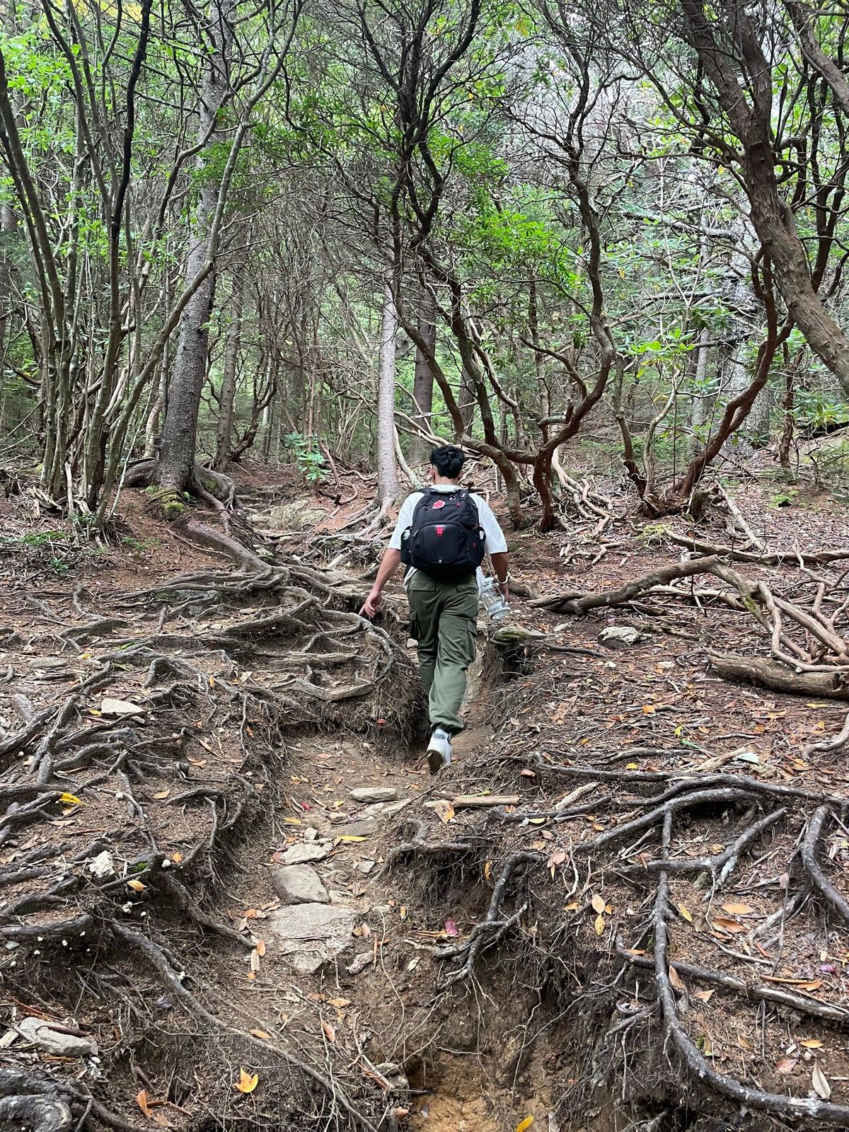 My 20-Mile Hike to Mount Mitchell: A Journey of Grit and Cold Chicken