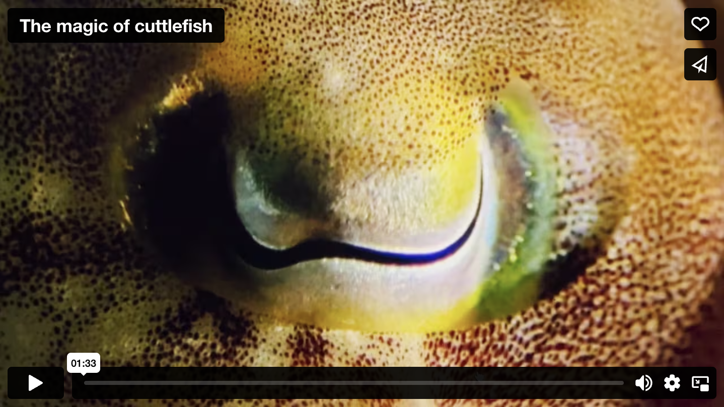 cuttlefish video