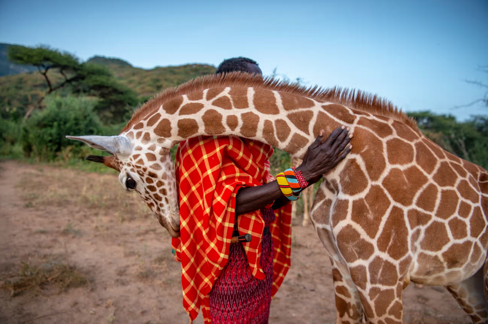 reticulated giraffe
