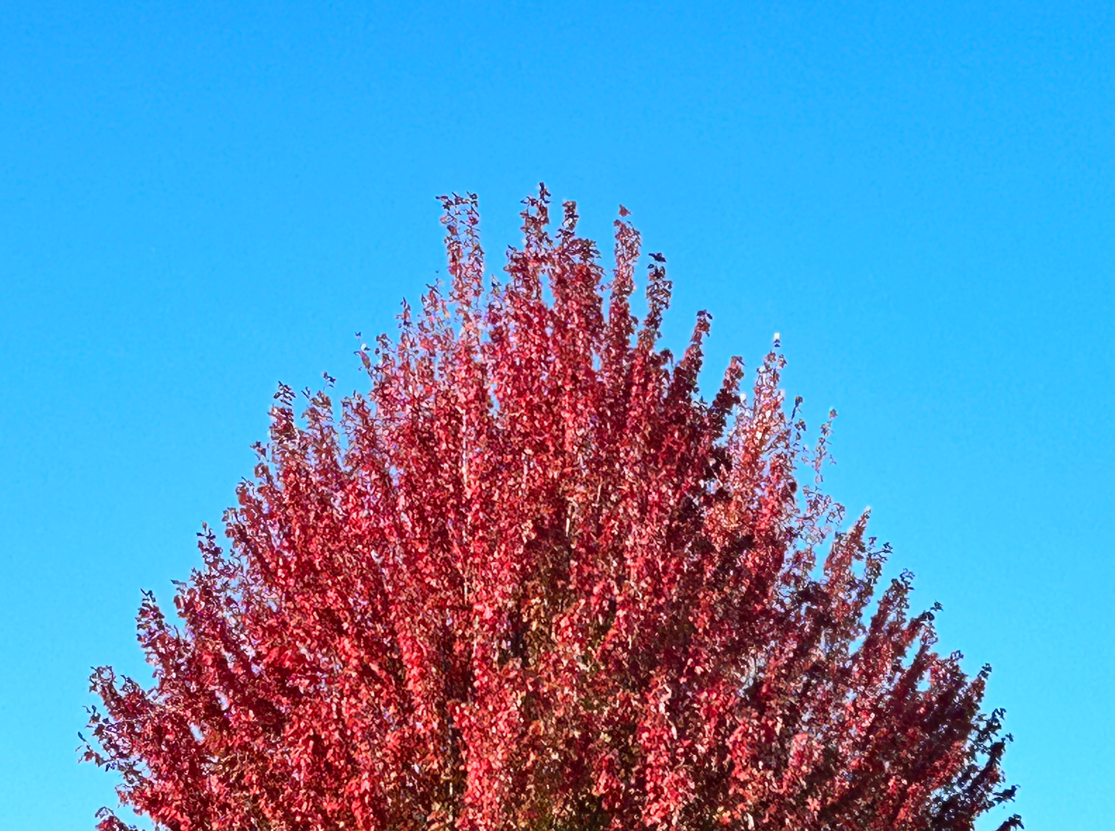 a red tree