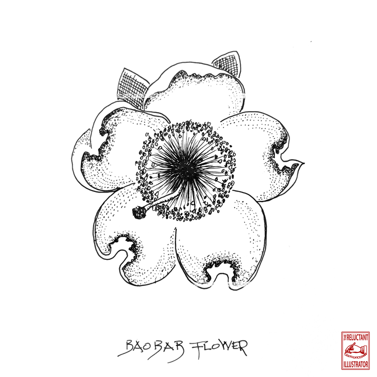 Baobab flower