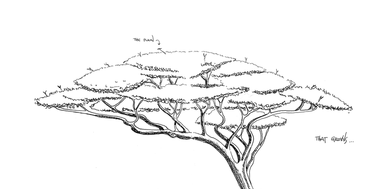 a small green acacia tree