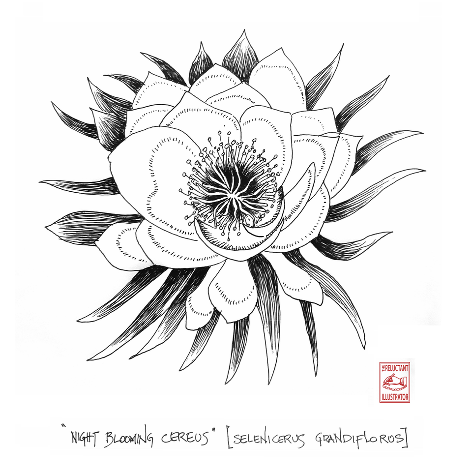 Night blooming Cereus