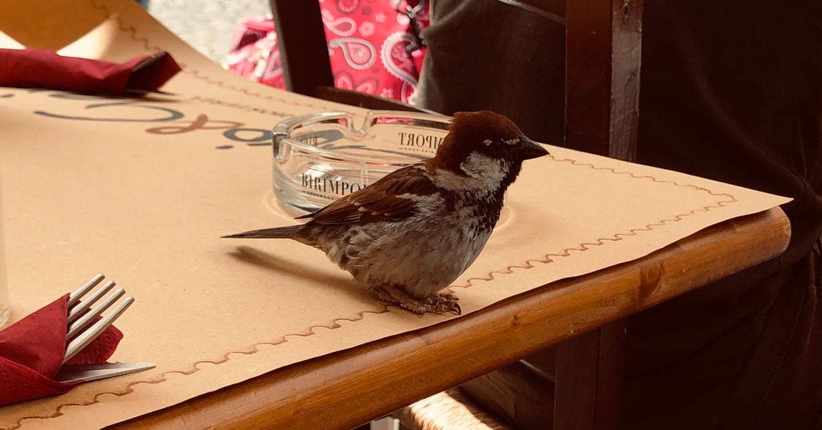 The Balance of Movement