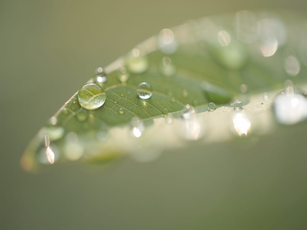 abstract image of light filtering through a leaf representing purification