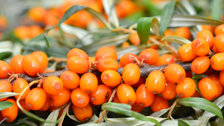 Discover why Sea Buckthorn is called a superfruit and how it can boost your health