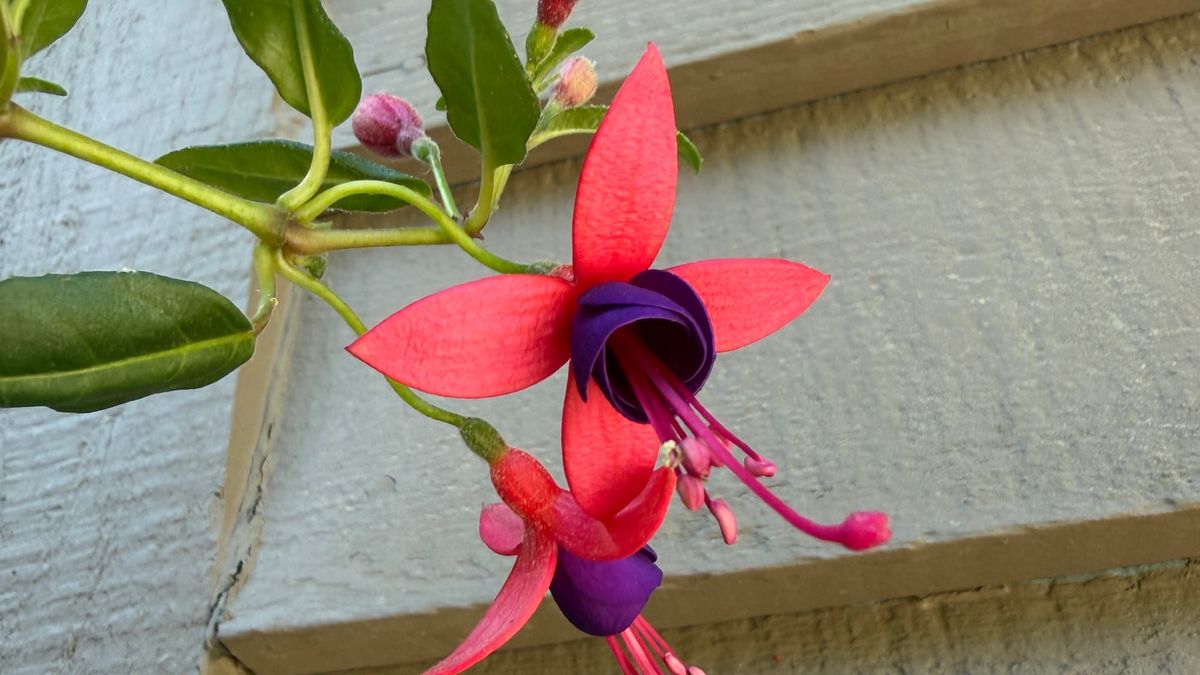 fuchsia flower against weathered wood siding
