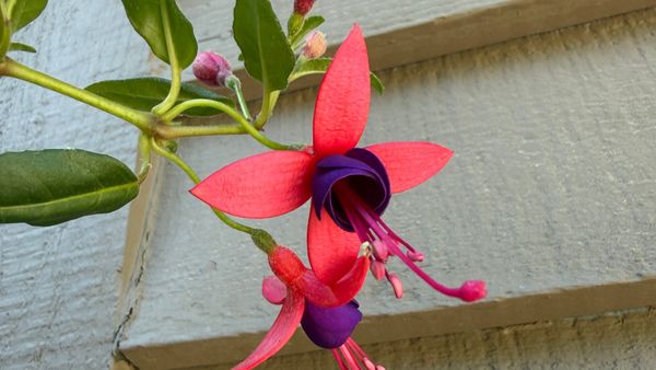 fuchsia flower against weathered wood siding