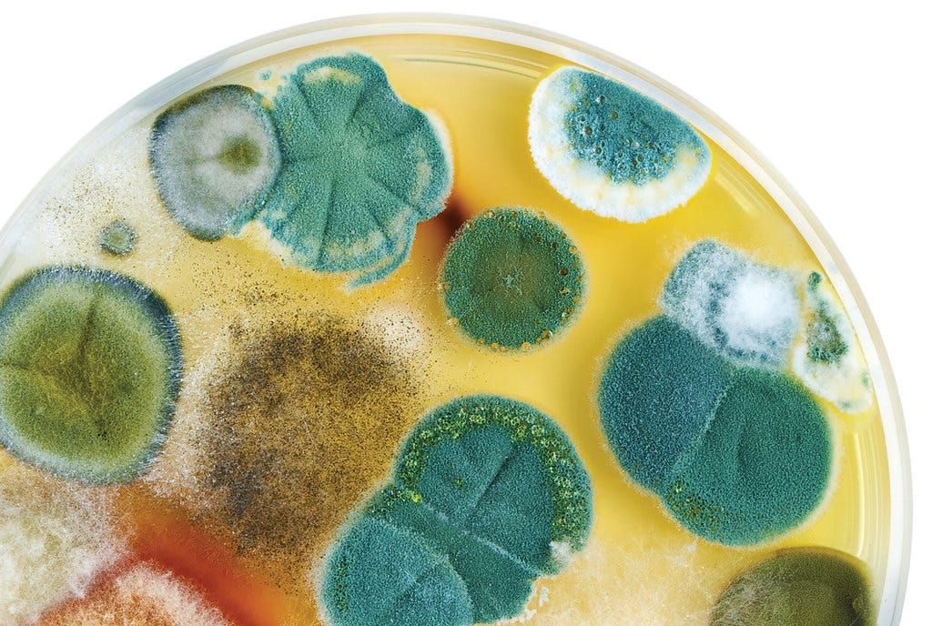 The mold cult