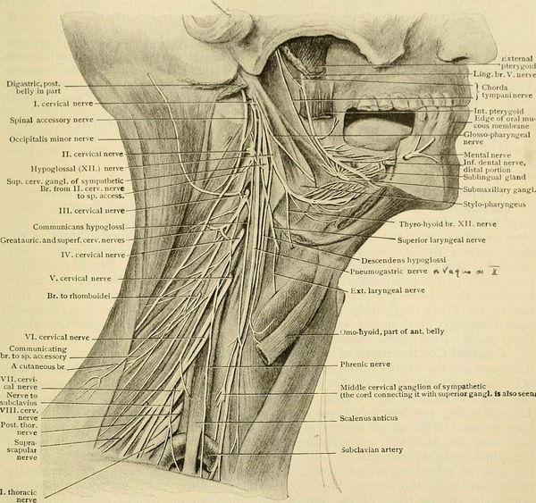 What happens in the vagus