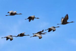 migrating sandhill cranes