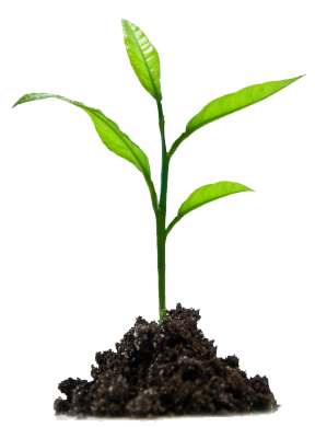 Mentoring Product Managers: Case Method as Well as Tools