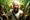 The Unstoppable Ascent of Kasim Razvi 