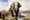 Maharaja Jayachandra’s White Elephant that Refused to Salute Muhammad Ghori
